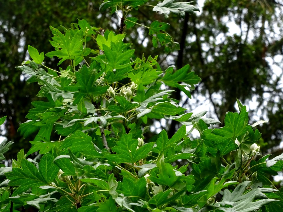 Feuilles et fleurs en boutons de l'Azérolier, Crataegus az… 
