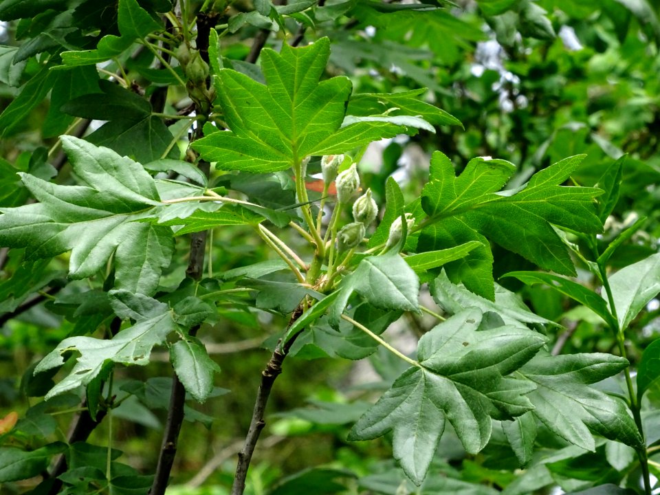 Feuilles et fleurs en boutons de l'Azérolier, Crataegus az… 