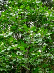 Feuilles et fleurs en boutons de l'Azérolier, Crataegus az… 