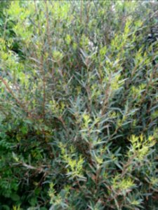 Filaire à feuilles étroites, Phillyrea angustifolia, Oléac… 