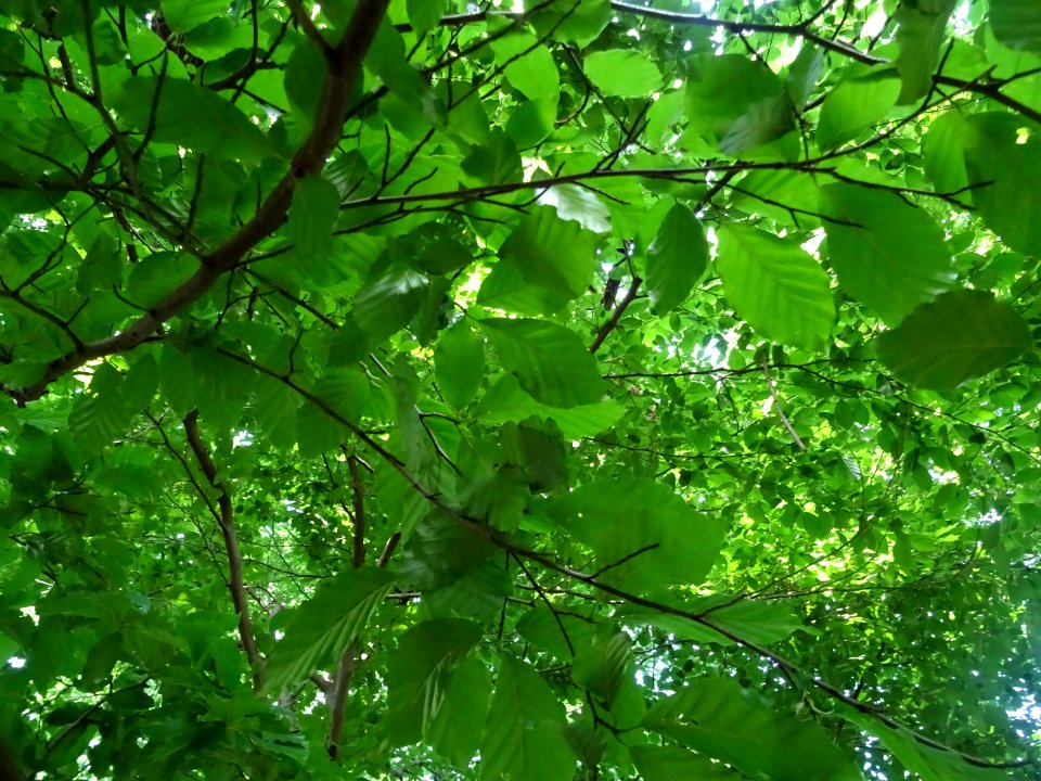 Feuilles de hêtre ou fayard, à stipules, Fagus sylvatica, … 