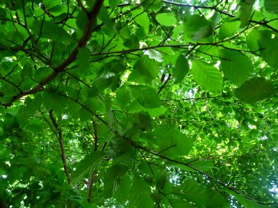 Feuilles de hêtre ou fayard, à stipules, Fagus sylvatica, … 