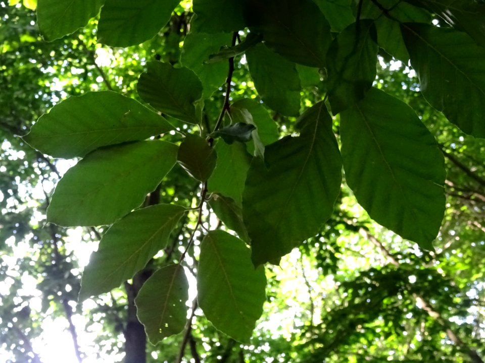 Feuilles de hêtre ou fayard, à stipules, Fagus sylvatica, … 