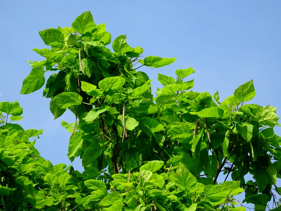 Feuilles et fruits mûrs du Catalpa commun ou arbre aux har… 
