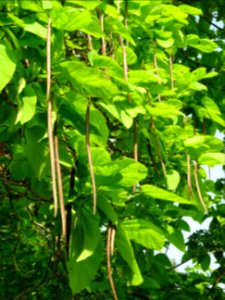 Feuilles et fruits mûrs du Catalpa commun ou arbre aux har… 