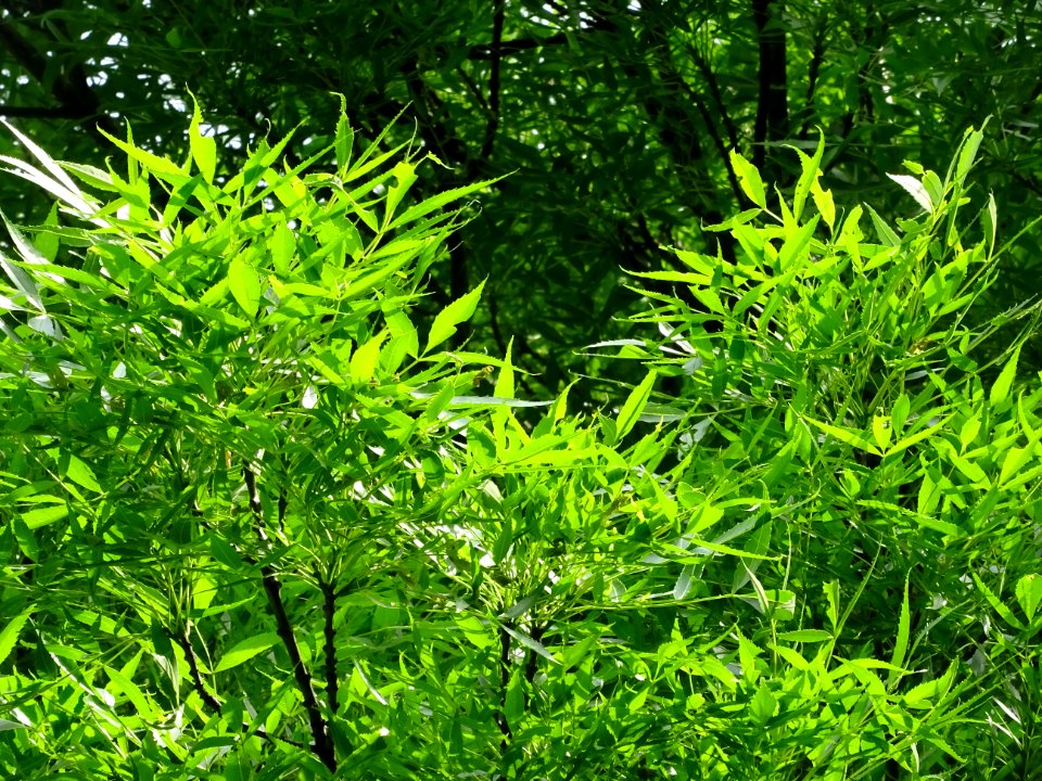 Feuilles du Saule fragile, Salix fragilis, Salicacées 