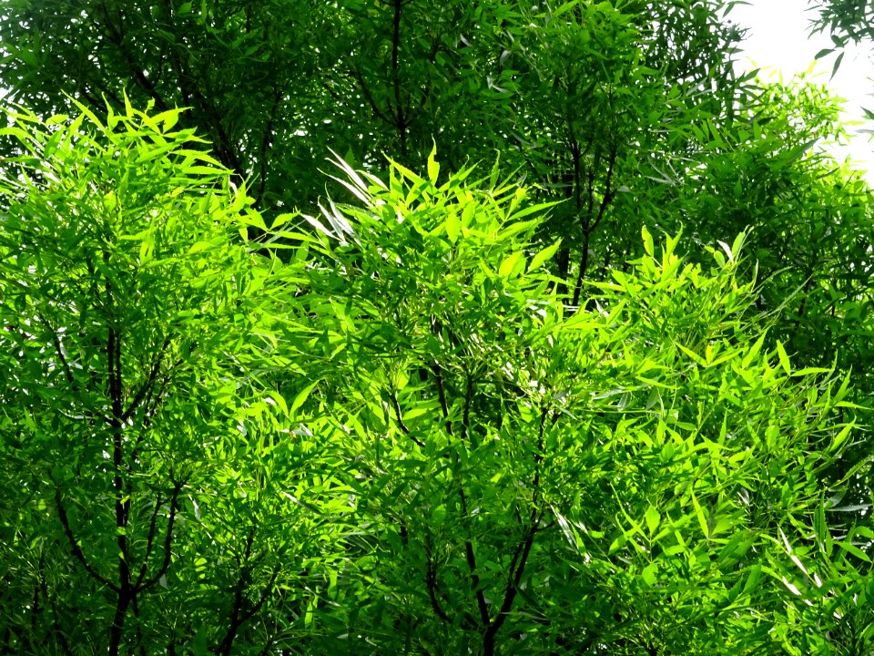 Feuilles du Saule fragile, Salix fragilis, Salicacées 