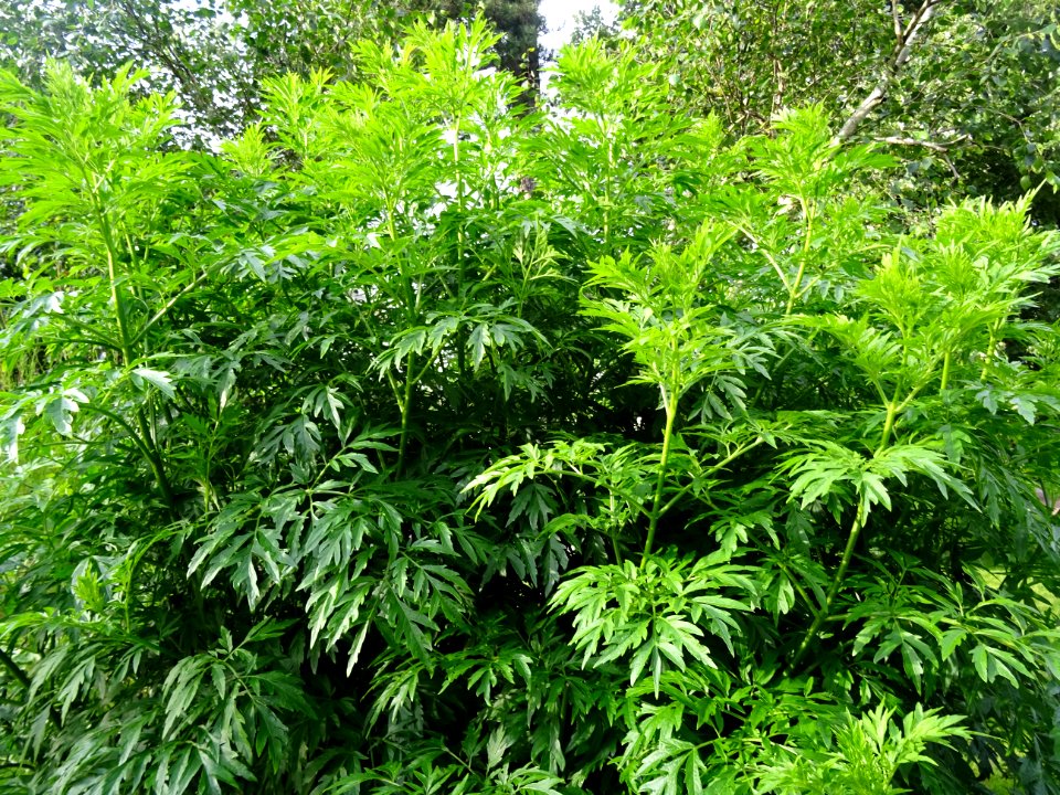Armoise commune, Artemisia vulgaris, Astéracées 