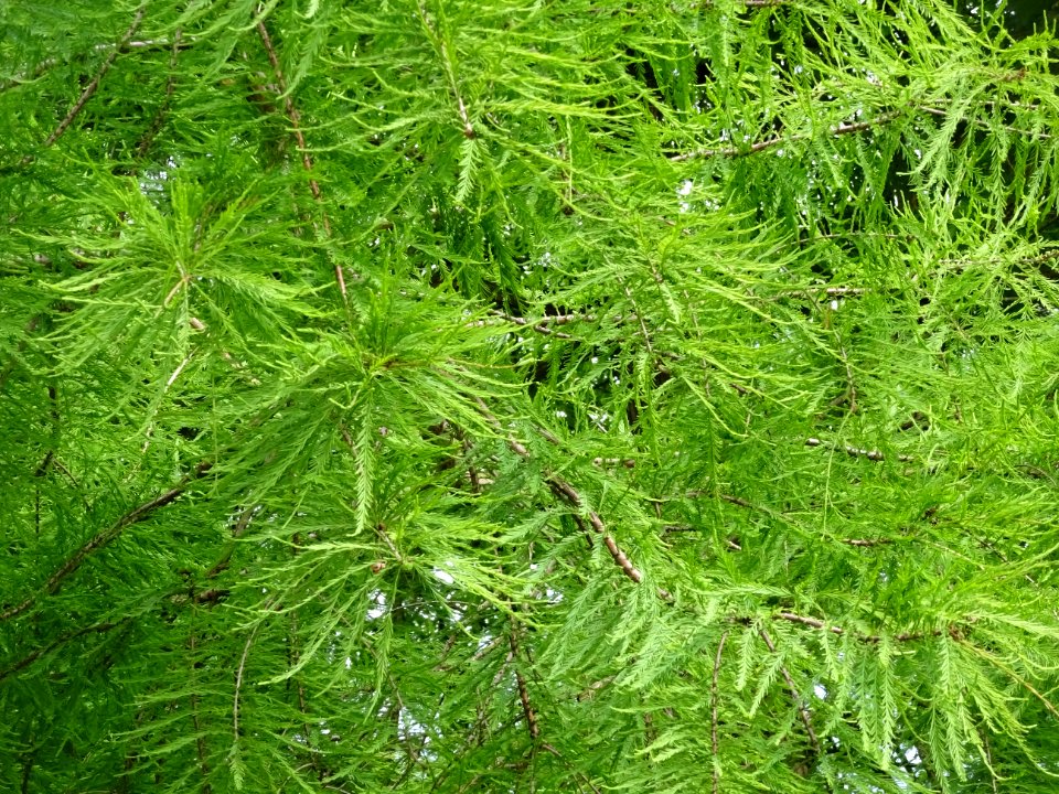 Feuilles du Cyprès chauve des marécages, Taxodium distichu… 