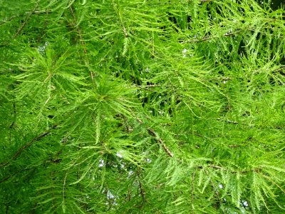Feuilles du Cyprès chauve des marécages, Taxodium distichu… 