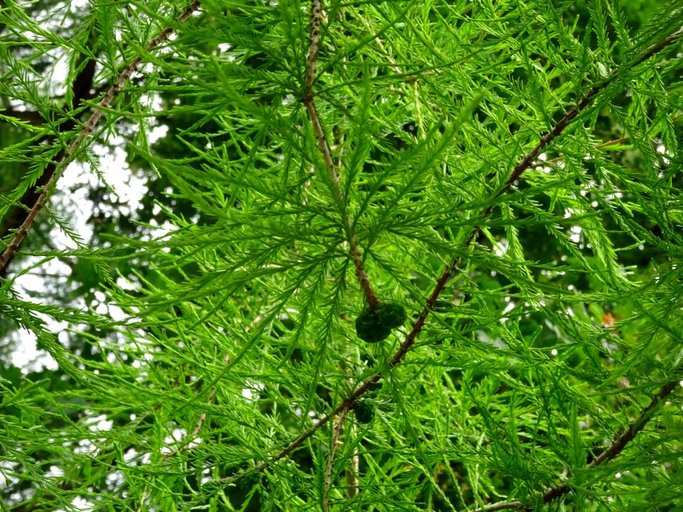Feuilles et fruits immatures du Cyprès chauve des marécage… 