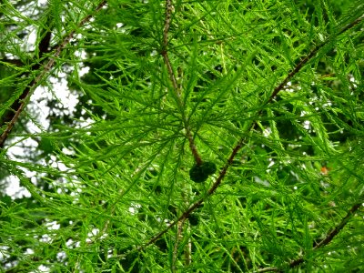 Feuilles et fruits immatures du Cyprès chauve des marécage… 