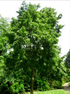 Tilleul de Mongolie ou Tilleul à feuilles de vigne, Tilia … 