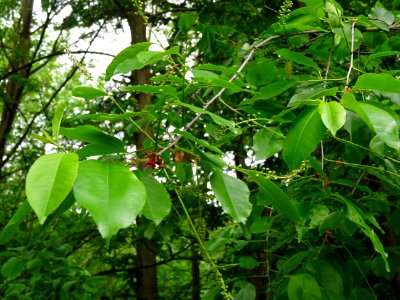 Feuilles et inflorescences dressées puis pendantes du Ceri… 