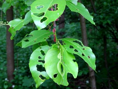 Feuilles du Cerisier tardif ou cerisier noir, Prunus serot… 