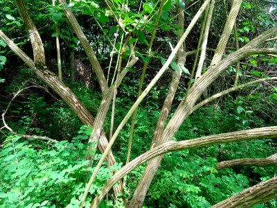 Troncs ligneux du Feuilles et fleurs du Chèvrefeuille des … 