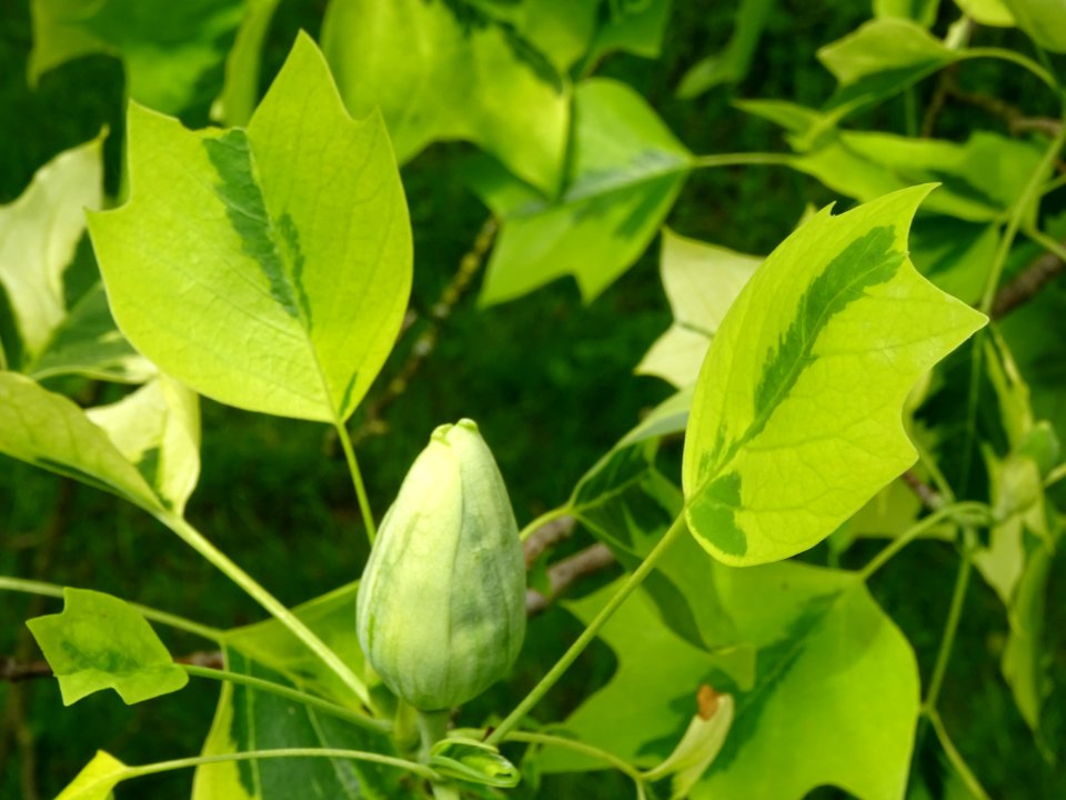 Tulipier de Virginie panaché, Liriodendron tulipifera aure… 