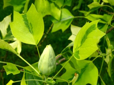 Tulipier de Virginie panaché, Liriodendron tulipifera aure… 