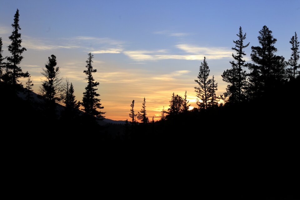 Sky nature pine