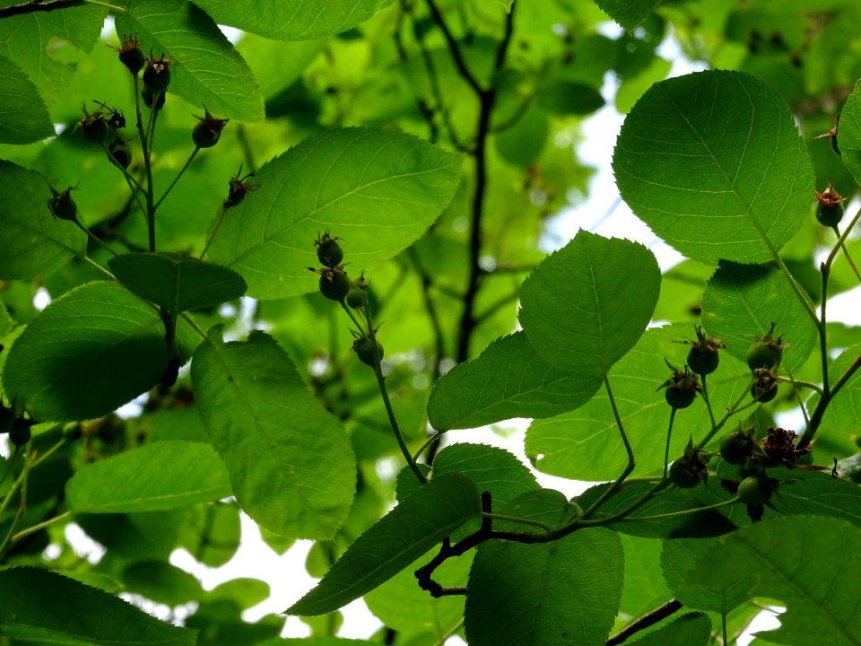 Feuilles et fruits d'Amélanchier à feuilles ovales, Amelan… 