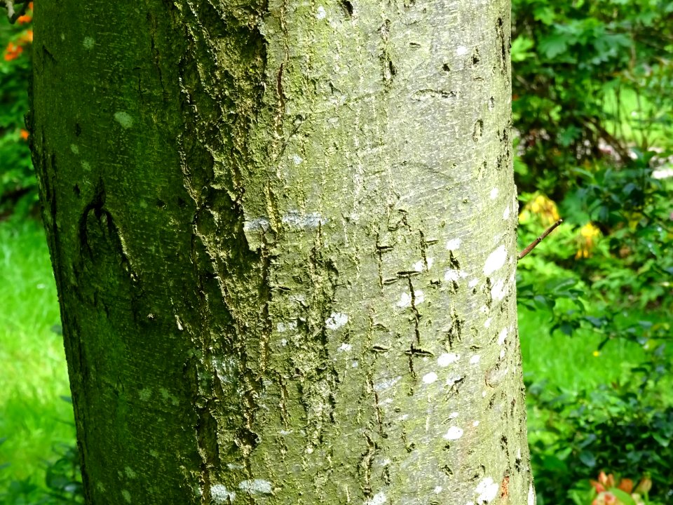 Tronc du Châtaignier commun, Castanea sativa, Fagacées 