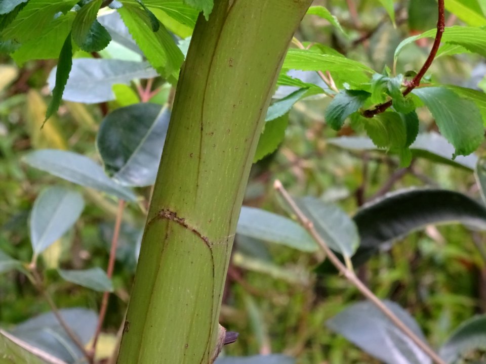 Tronc du Mimosa d'hiver, Acacia dealbata, Mimosacées 