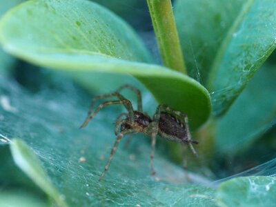 Web garden close up