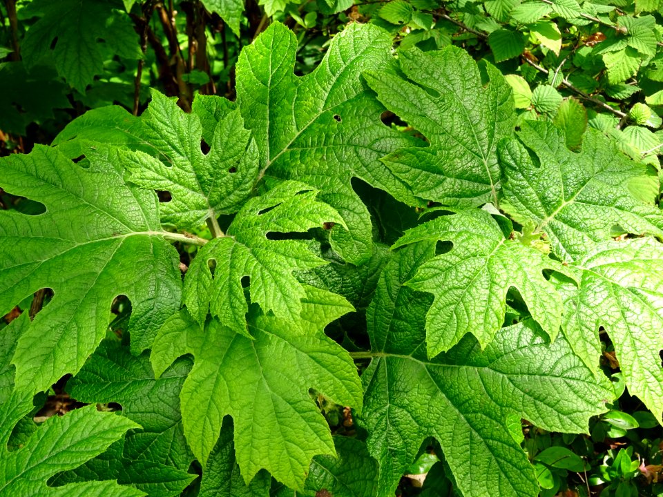 Feuilles de l' Hortensia à feuilles de chêne, Hydrangea qu… 