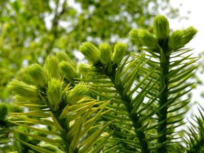 Jeunes pousses terminales de l'Araucaria élégant ou Sapin … 