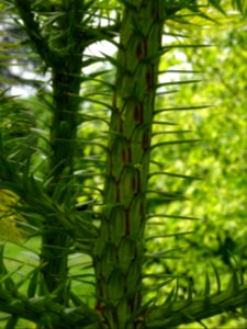 Jeunes troncs et branches de l'Araucaria élégant ou Sapin … 