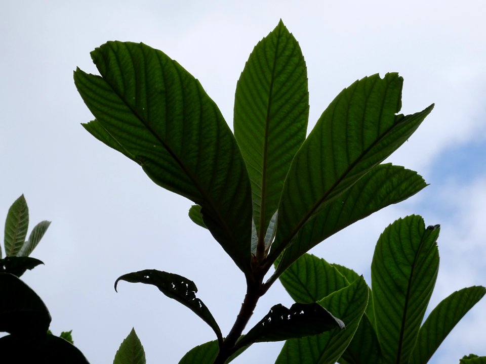 Feuilles du Néflier du Japon ou bibacier, Eriobotrya japon… 