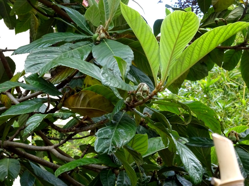 Feuilles et fruits du Néflier du Japon ou bibacier, Eriobo… 