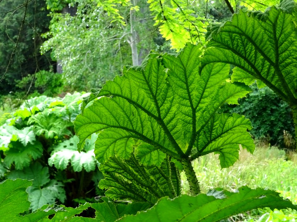 Feuilles de la Rhubarbe géante du Chili, Gunnera chilensis… 