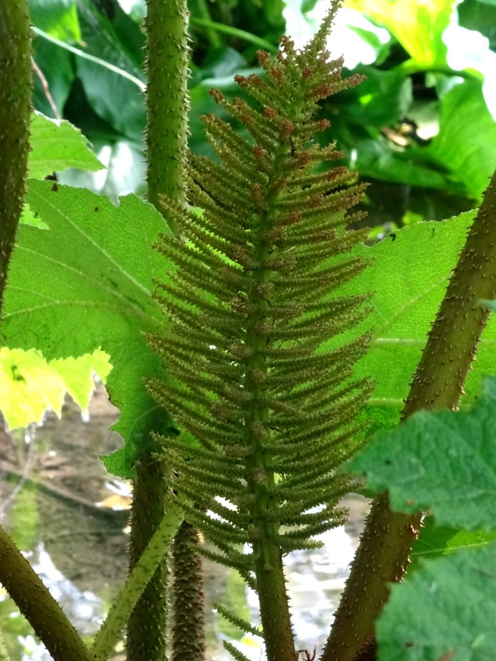 Inflorescence de la Rhubarbe géante du Chili, Gunnera chil… 