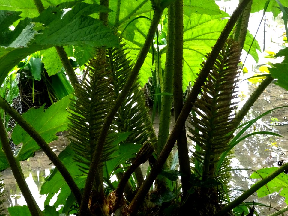 Inflorescences de la Rhubarbe géante du Chili, Gunnera chi… 
