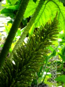 Inflorescence de la Rhubarbe géante du Chili, Gunnera chil… 