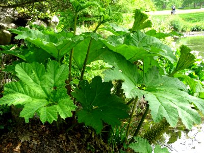 Rhubarbe géante du Chili, Gunnera chilensis, Gunneracées 