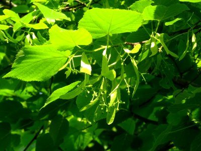 Feuilles et fleurs immatures avec bractées du Tilleul à pe… 