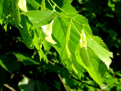 Feuilles et fleurs immatures avec bractées du Tilleul à pe… 