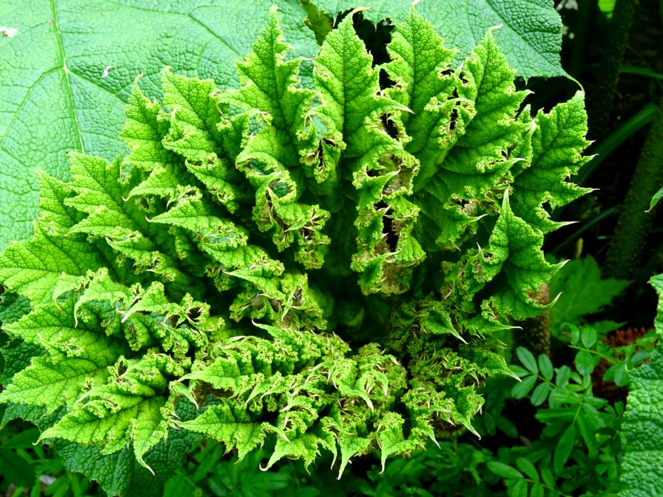 Jeune feuille de la Rhubarbe géante du Chili, Gunnera chil… 