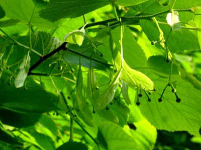 Feuilles et fleurs immatures avec bractées du Tilleul à pe… 