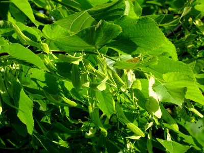 Feuilles et fleurs immatures avec bractées du Tilleul à pe… 
