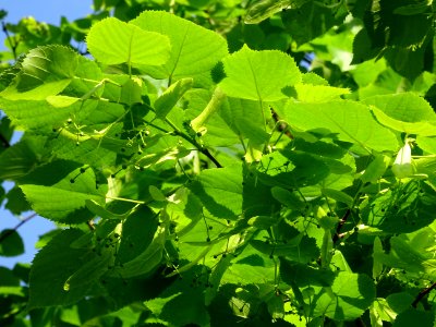 Feuilles et fleurs immatures avec bractées du Tilleul à pe… 