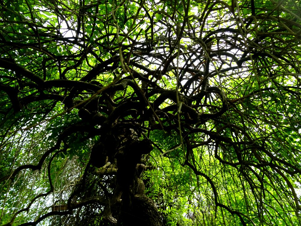 Branches et rameaux du Sophora du Japon pleureur, Sophora … 