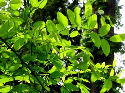 Feuilles du Sophora du Japon pleureur, Sophora japonica pe… 