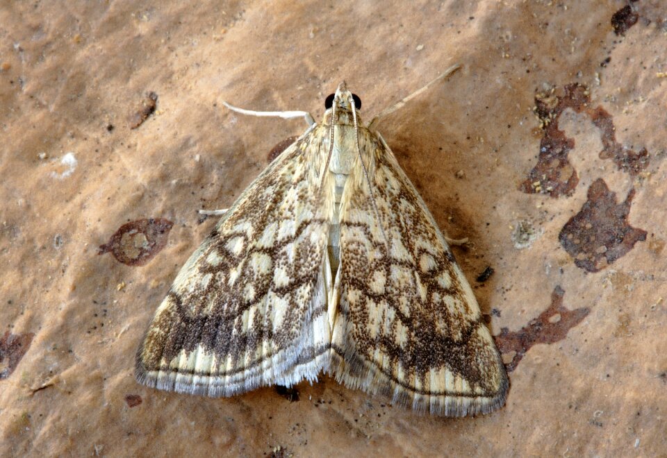 Nature lepidoptera wings