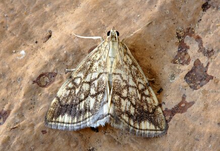 Nature lepidoptera wings