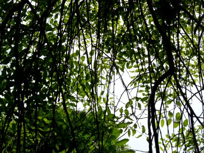 Feuilles du Sophora du Japon pleureur, Sophora japonica pe… 