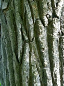 Tronc du Sophora du Japon pleureur, Sophora japonica pendu… 
