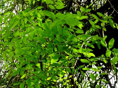 Feuilles du Sophora du Japon pleureur, Sophora japonica pe… 